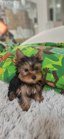 YORKSHIRE TERRIER KAN