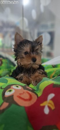 YORKSHIRE TERRIER KAN