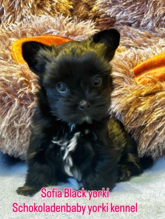 Black yorki kislány