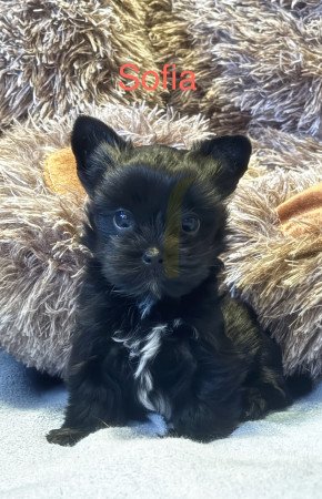 Black yorki kislány