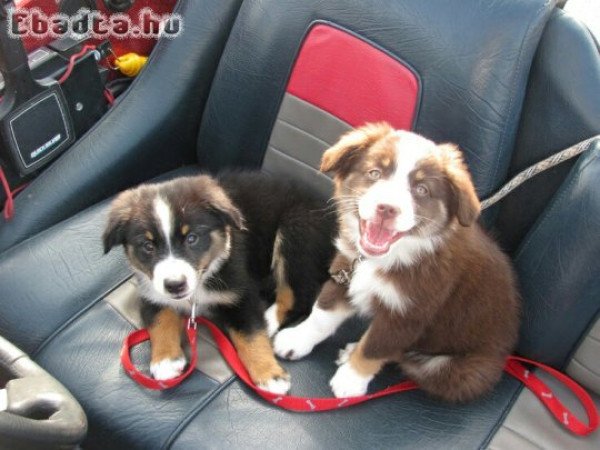 Tartalék Két ausztrál pásztor kölyökkutya
