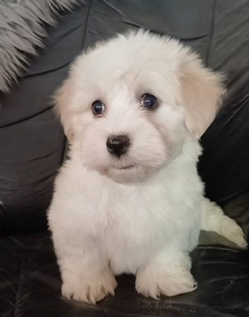 bichon havanese