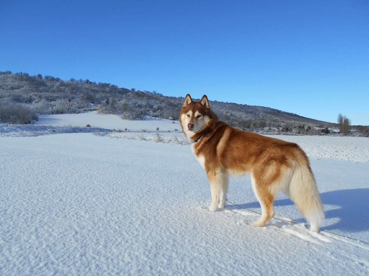 husky