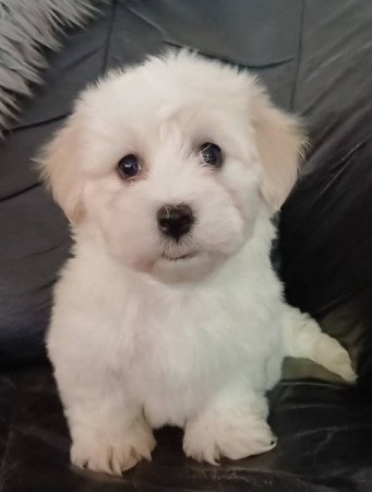 bichon havanese