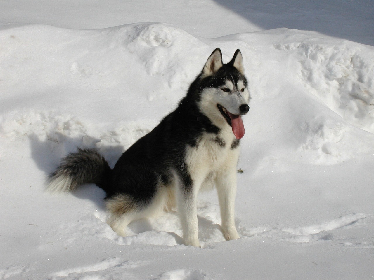 husky