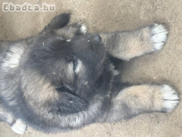 Kaukázusi kiskutyák