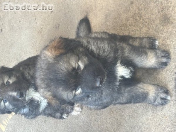 Kaukázusi kiskutyák