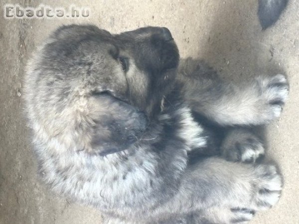 Kaukázusi kiskutyák