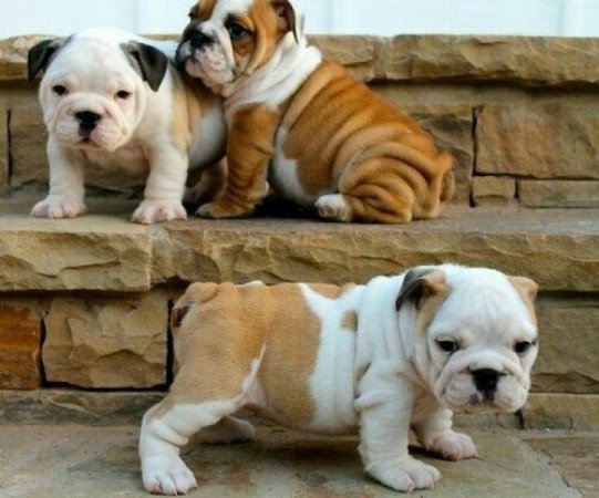 Angol bulldog,