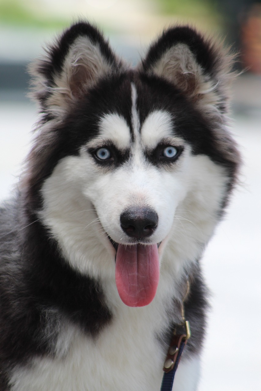 husky