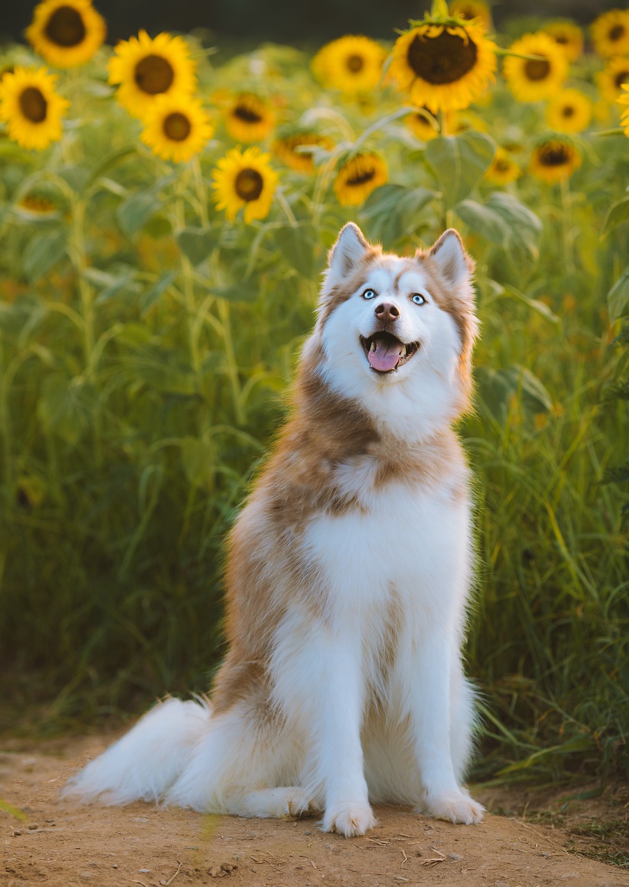 husky