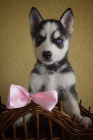 Husky