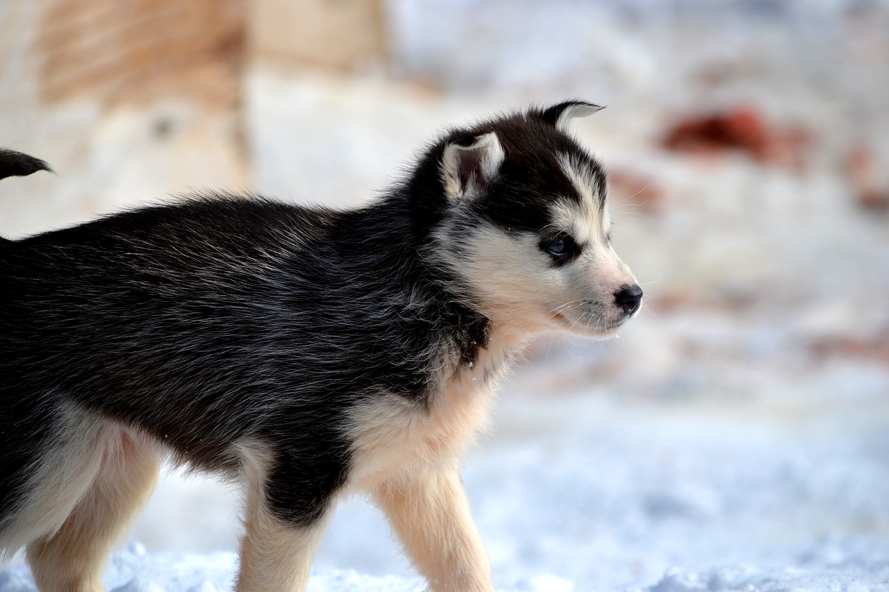 husky