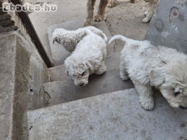 Fajtatiszta Komondor kiskutya