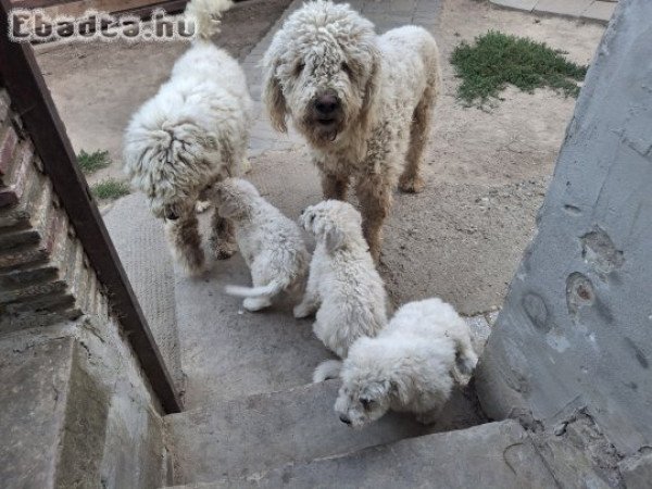 Fajtatiszta Komondor kiskutya
