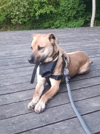 Ingyen elvihető közepes kutya