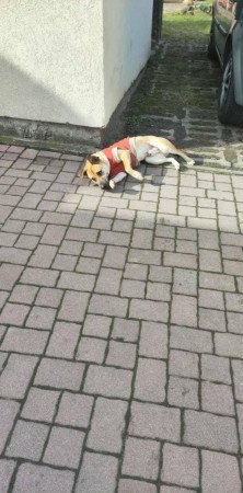 Ingyen elvihető közepes kutya