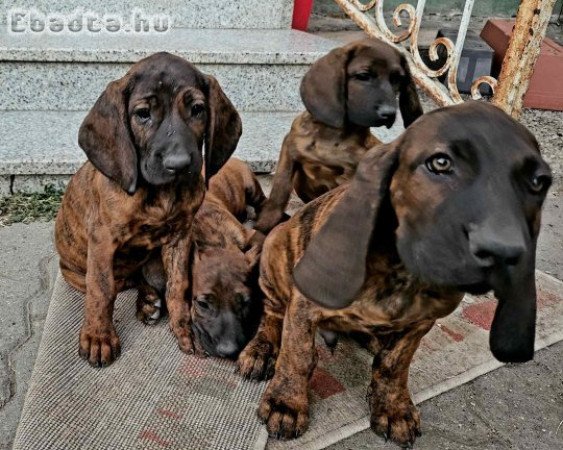 Hannoveri Véreb kiskutyák keresik gazdájukat