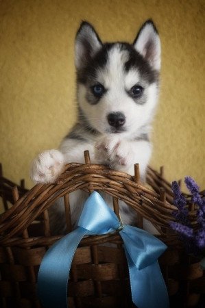 Husky