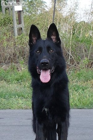 Elit származású fekete németjuhász áron alul eladó