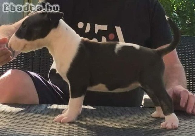 Bullterrier kiskutyák költöznének