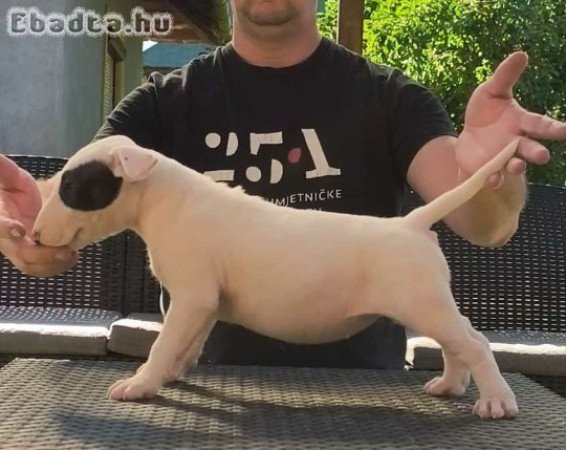 Bullterrier kiskutyák költöznének