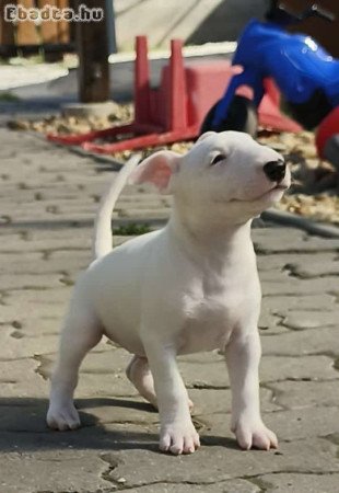 Bullterrier kiskutyák költöznének