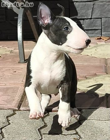 Bullterrier kiskutyák költöznének