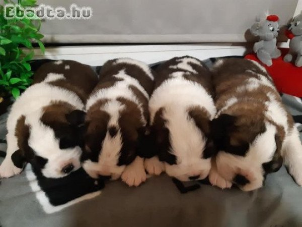 Minőségi szent-Bernáthegyi Fajtatiszta kiskutyák