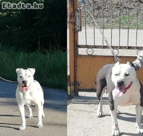 Amerikai staffordshire terrier