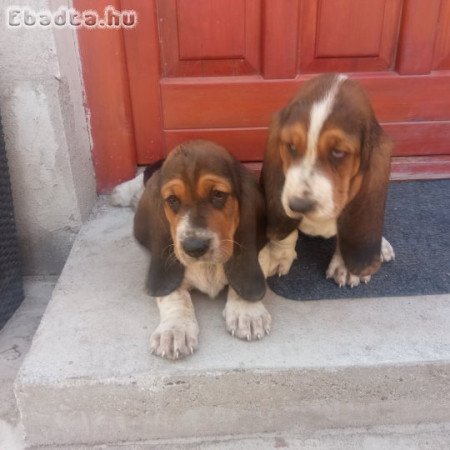 Basset hound kiskutyák eladók