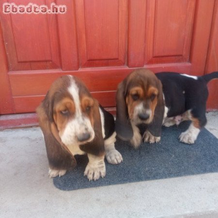 Basset hound kiskutyák eladók