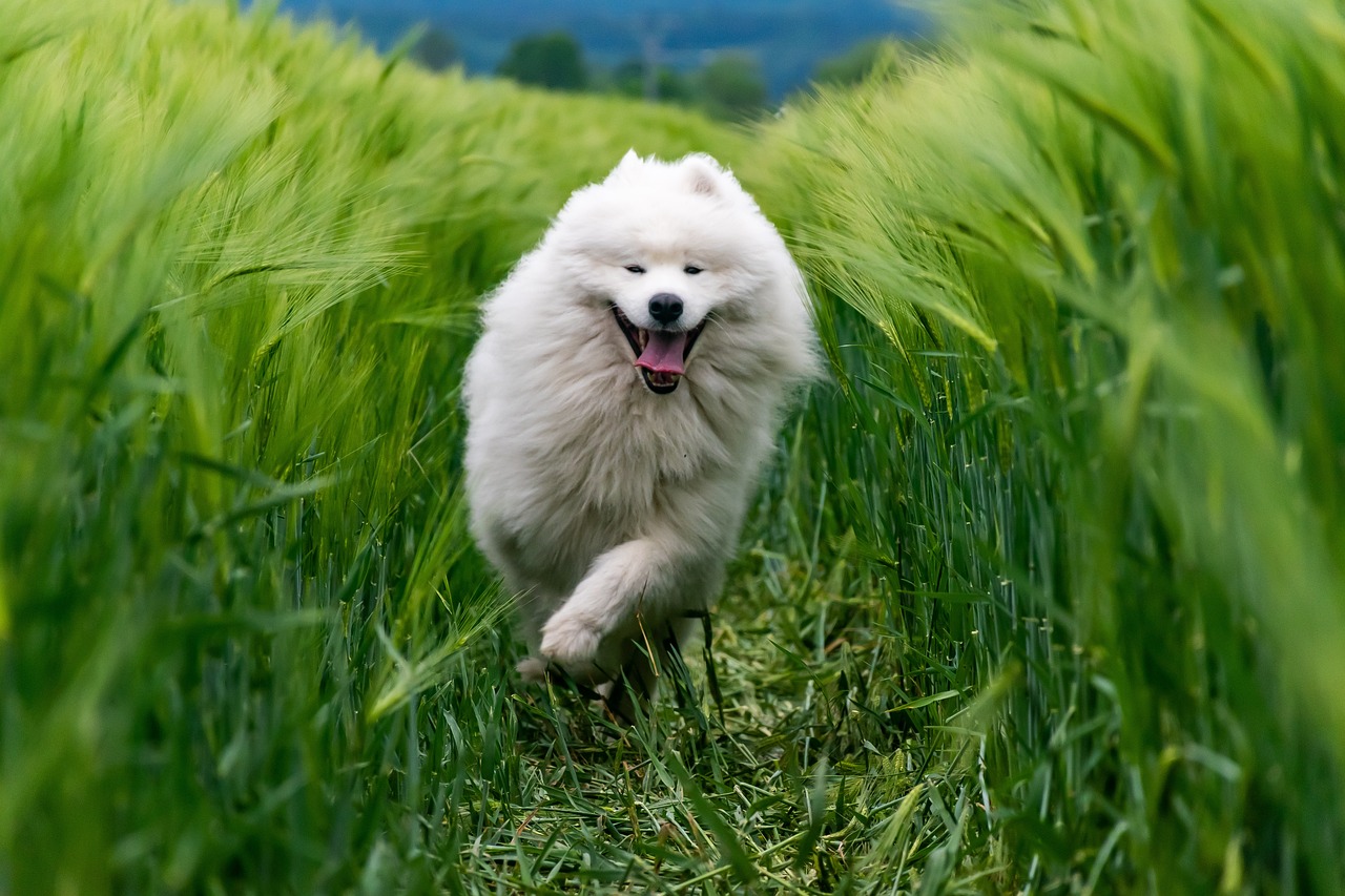 samoyede