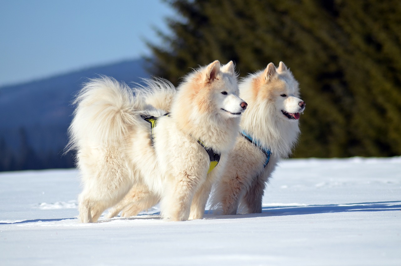 samoyede