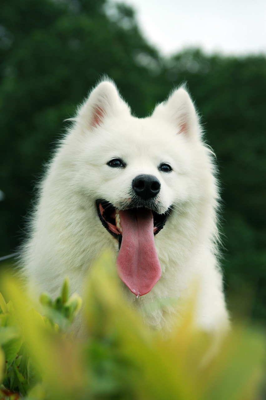 samoyede