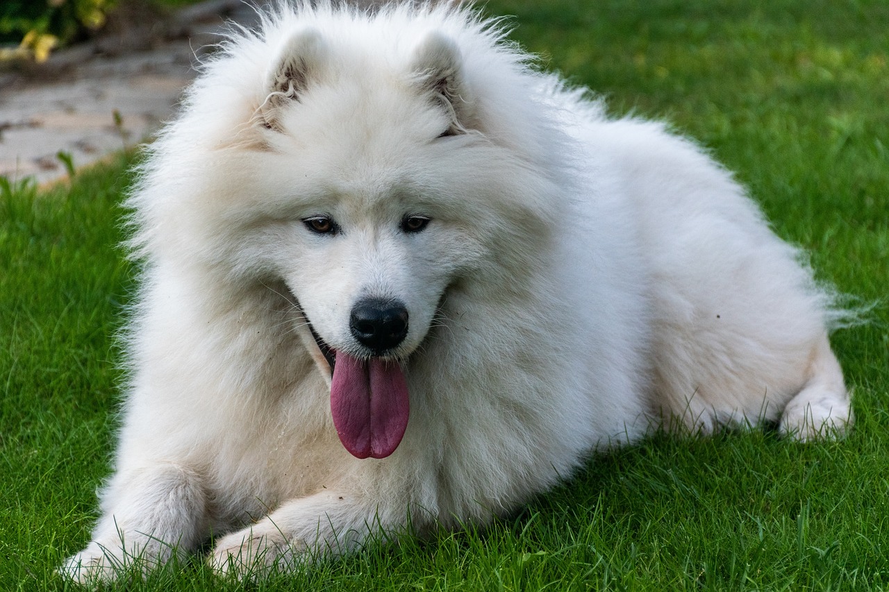 samoyede