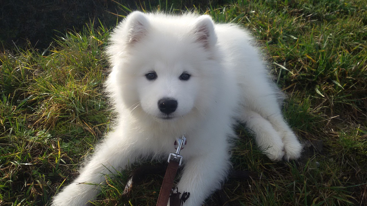 samoyede