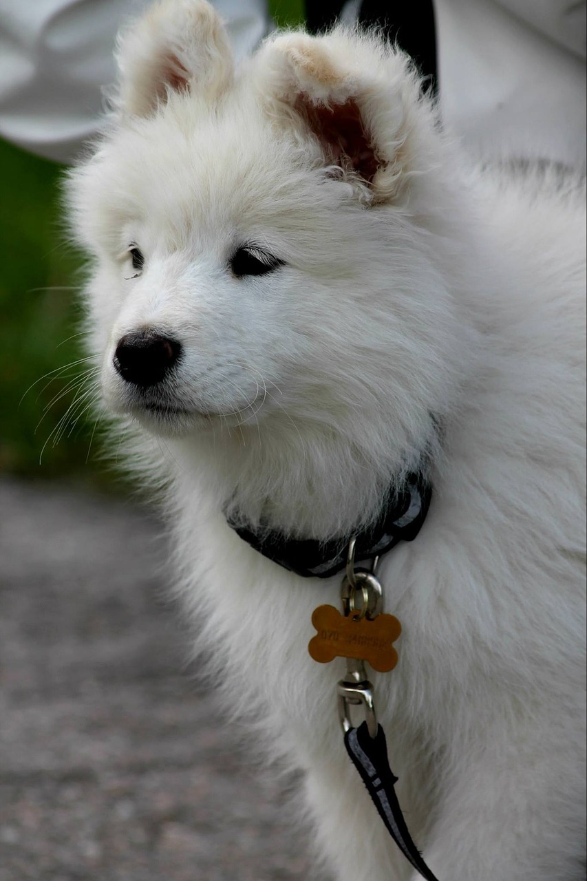 samoyede