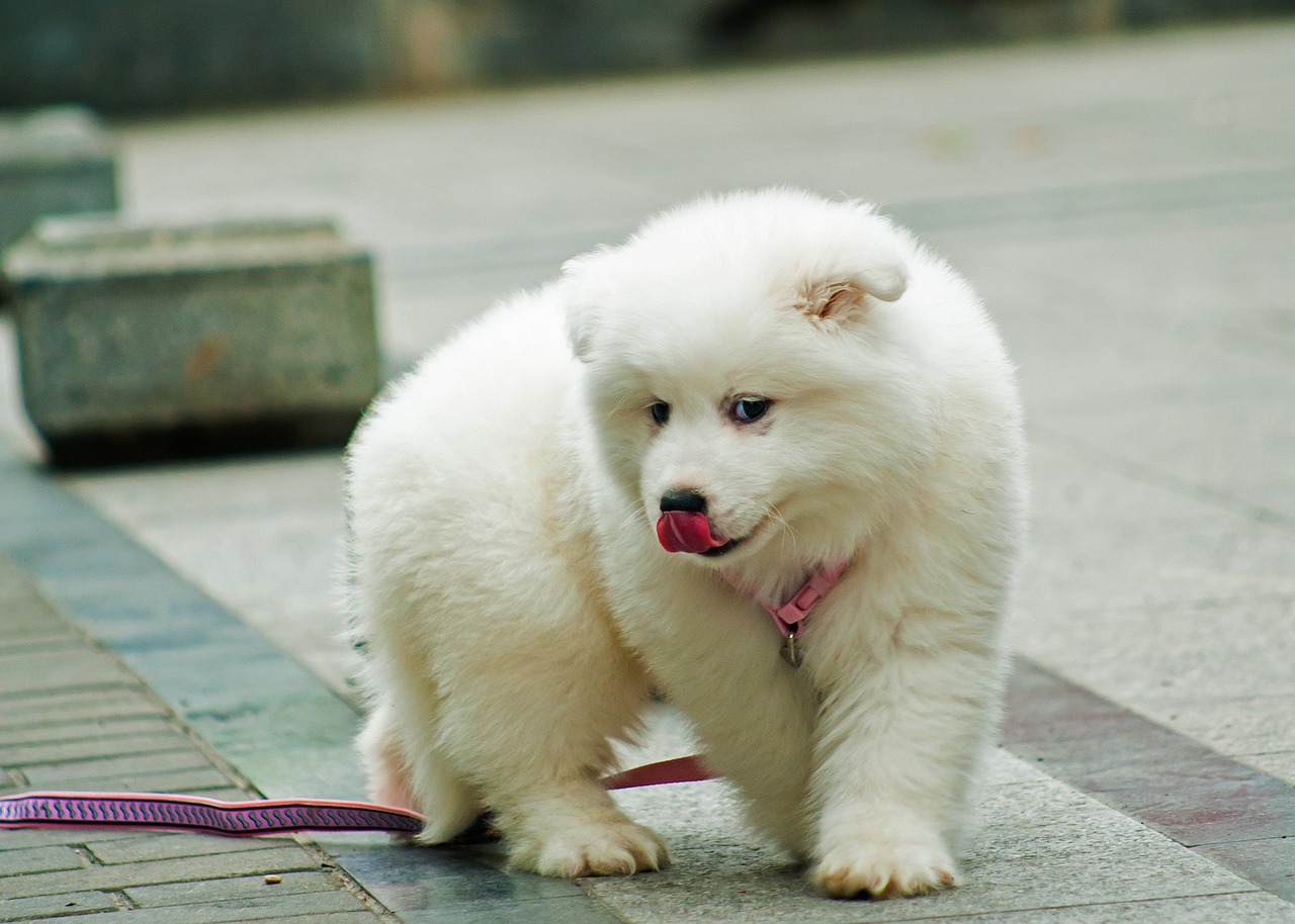 samoyede