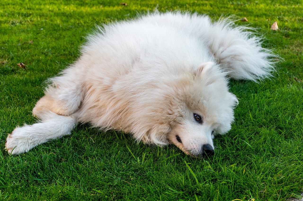 samoyede