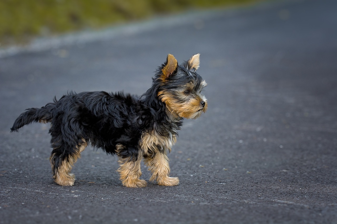 yorkshire terrier