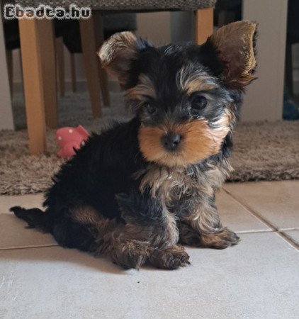 Yorkshire terrier jellegű kan kiskutyák