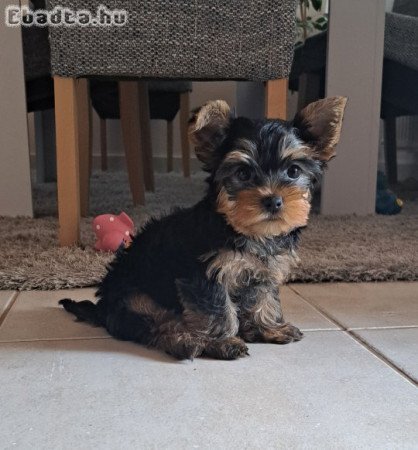 Yorkshire terrier jellegű kan kiskutyák