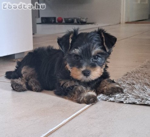 Yorkshire terrier jellegű kan kiskutyák