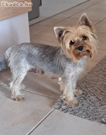 Yorkshire terrier jellegű kan kiskutyák