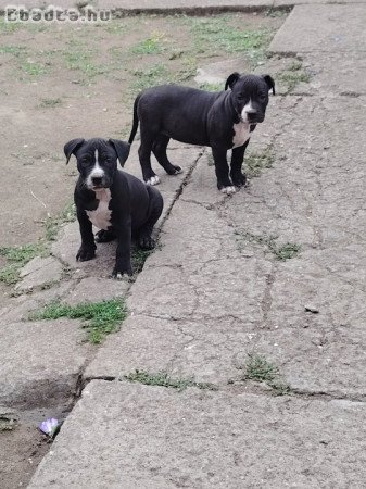 Amerikai staffordshire terrier kiskutyák