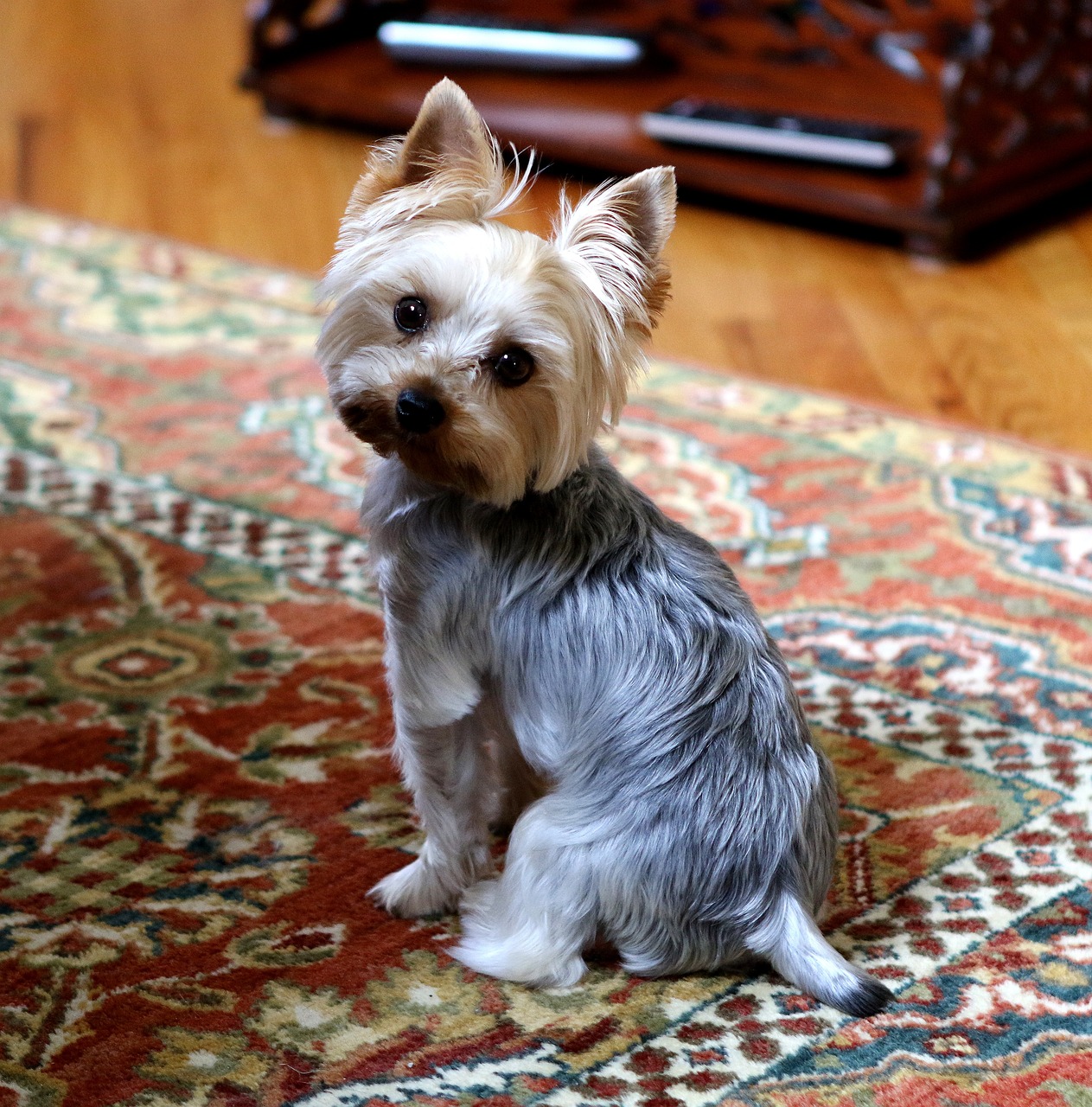 yorkshire terrier