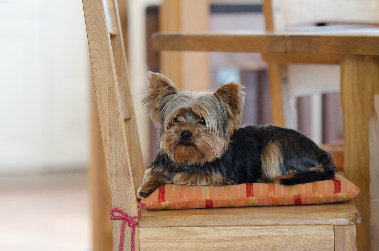 yorkshire terrier