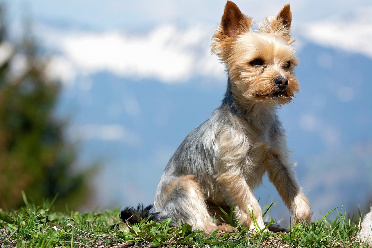 yorkshire terrier