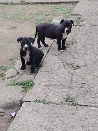 Amerikai staffordshire terrier kiskutyák